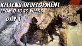 Maine Coon kittens development | From 0 to 10 weeks day by day | DAY 1