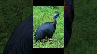 Top 5 Scariest Bird Sound In the world  #shortsfeed #top #video
