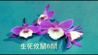 周兆祥：生死攸關6問  ------ 祥哥講生命啟悟 93