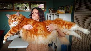 The 10 Biggest Maine Coon Cats You Need To See