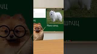 #Шпиц #Немецкийшпиц #няшкисобачки #рекомендация #Урок