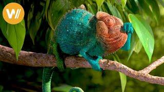 This chameleon loves to eat! 