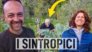 CARCIOFI e OLIVI. L'AGRICOLTURA SINTROPICA funziona!