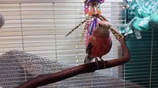 Rosey Bourke Parakeet Singing/"Talking"