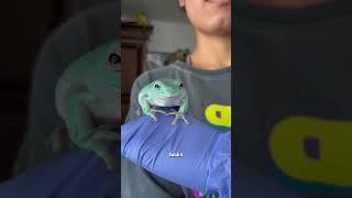 Tree frog #animals #cute #treefrog