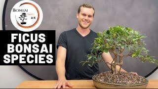 Ficus as Bonsai | Bonsai Species | The Bonsai Supply