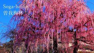 The gorgeous beauty of the weeping Japanese apricot and Mt. Fuji!