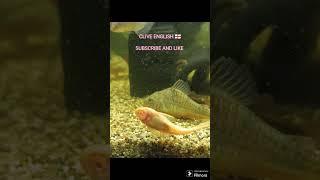 CLIVE ENGLISH 󠁧󠁢󠁥󠁮󠁧󠁿  FISH FAMILY 