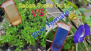 Blue Ternate vs. Sabah Snake Grass (Health Benefits & Propagation)