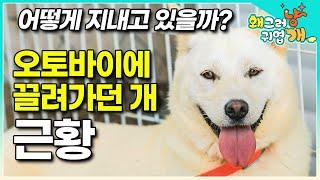 뉴스에도 보도됐던 “오토바이에 끌려가던 개” 세나개 그 후, 다시 만나봄ㅣ최신 근황ㅣ#왜그러냥귀엽개