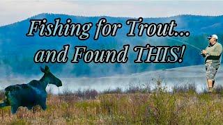 Colorado Trout Fishing Paradise! A Perfect Morning Catching Rainbow Trout!