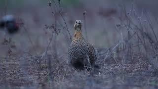 Тетерка на току. Female of a black grouse