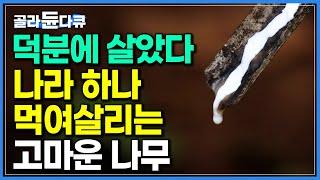 숲이 준 귀한 선물. 돈 되는 수액 흘리는 고마운 나무｜천연고무 채취 과정｜태국 라텍스｜세계테마기행｜#골라듄다큐