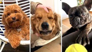 The Best DOG Videos of 2023  Hilarious Dogs Compilation! 