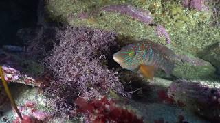 Corkwing wrasse guarding nest, Wembury (filmed by Paul Naylor)