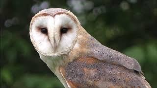 Southern WI's endangered owl