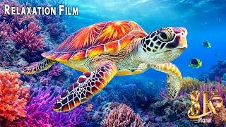 Aquarium 8K VIDEO (ULTRA HD) - Sea Animals With Relaxing Music - Rare & Colorful Sea Life Video