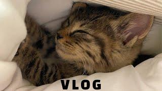 Eng) CAT VLOG 1 | Pick up a cat on the street 