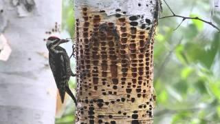 Yellow-bellied Sapsuckers