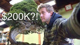 $200K BONSAI?!