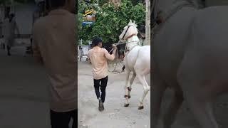 Colt Gaj Kesri # Not For Sale # #mitulpatelkaranasavfarm Mr. કણબી  500 Patan Mitul Patel 9824231927