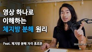 4.영상 하나로 이해하는 체지방 분해 원리(feat.체지방 분해 자극 호르몬)