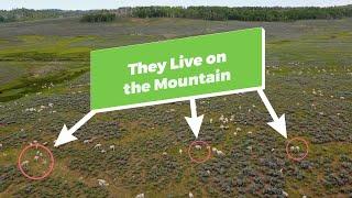 These Sheep Live Off the Land