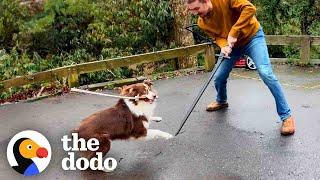 This Dog Is REALLY Obsessed With Sword Fighting With Her Humans | The Dodo