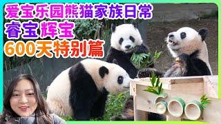  Ruibao & Huibao’s 600-day celebration turned demolition site?! #panda #everland