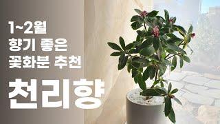 향기나는 꽃 식물 추천, 천리향