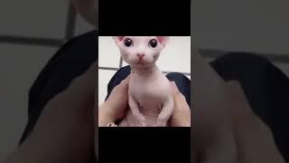 не кто не будет#оригинальныйзвук#https://youtube.com/shorts/GZgRkyX_DiA?feature=share
