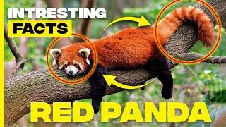 Unlocking Red Panda Secrets: Fascinating Facts & Adaptations Revealed! | Random Facts