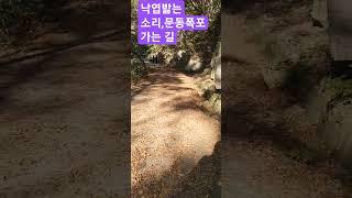 그새 낙엽이.물들기도 전에 떨어져 흩날린다.거제문동폭포가는길