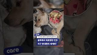 인형 하나 의지해 살던 골목 강아지 만두의 역전드라마 #강아지