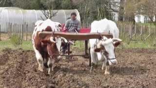 Working with the Oxen. Part One. 2013.