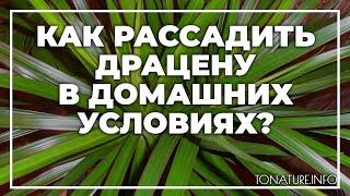 Как рассадить драцену в домашних условиях? | toNature.Info