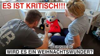 #1084 INS HAUS LOCKEN UND WASCHEN | STEIFFBÄR Co-Pilot! Handwäsche mit BÄRWOLL |