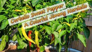 New Variety:  Corbello Sweet Pepper