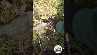 Карась на микроджиг #fishing #рыбалканаозере #озеро #карась #микроджиг #спиннинг #нхнч #рыбалка