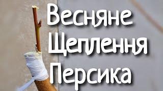 Щеплення персика весною. Щеплення під кору.