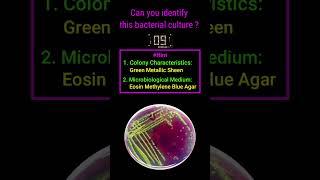 Quiz-1 | Microbial culture identification | #shortvideo