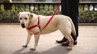 Easy Walk® Dog Harnesses - Train your dog. Enjoy your walk.