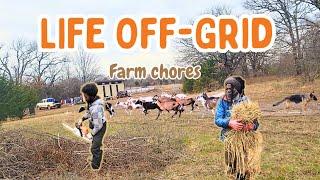 A Day in Off-Grid Life: Chores, Chickens & Homestead Hustle!