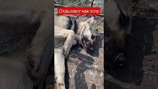 Гера отдыхает на солнышке #собака #овчарка #вео #отдыхаем