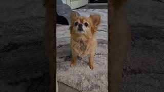 my love  #puppy #cute #chihuahua #dog