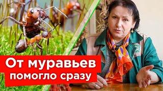 МУРАВЬИ БОЯТСЯ ЭТОГО КАК ОГНЯ! Эффективные способы борьбы с муравьями: от народных до тяжелой химии