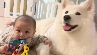 2m old baby slips and Samoyed licks to see baby is okay