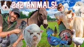 Meet All Our Animals-Morning Chores on the Farm!