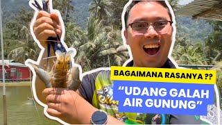 PERTAMA KALI Kami Makan Udang Galah Dari Air Gunung Sebesar Ini !!