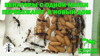 Колония Венаторов (Harpegnathos venator) поднятая с одной матки переезжают в просторный Дабл Хаус